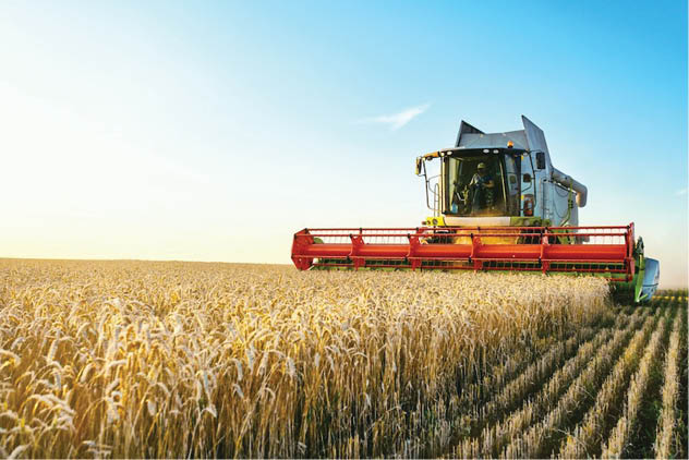 Combine harvester harvests ripe wheat. agriculture
